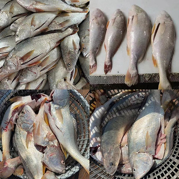 المتذمر الأبيض الطازج المجمد منزوع التهمت