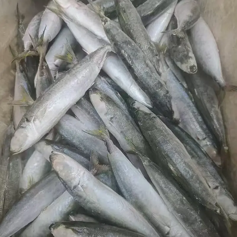 المجمدة Layang scad جولة كاملة