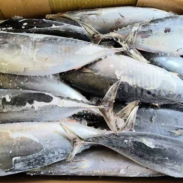 تونة بونيتو ​​​​بحرية مجمدة كاملة